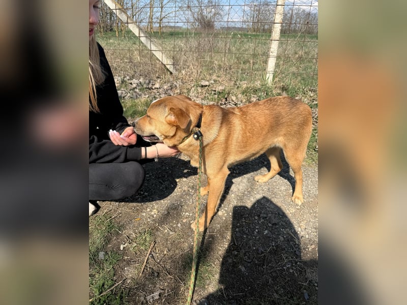 Bambusz, geboren 25.09.2025, 48cm sucht ihr Zuhause