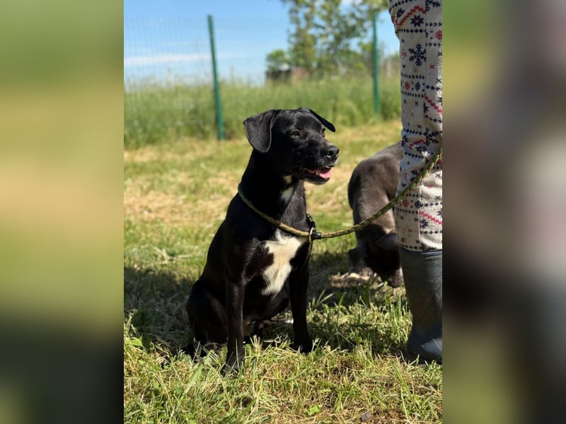 Loco, 24.03.2024 geboren, 43cm sucht sein Zuhause (Pflegestelle Deutshcland)