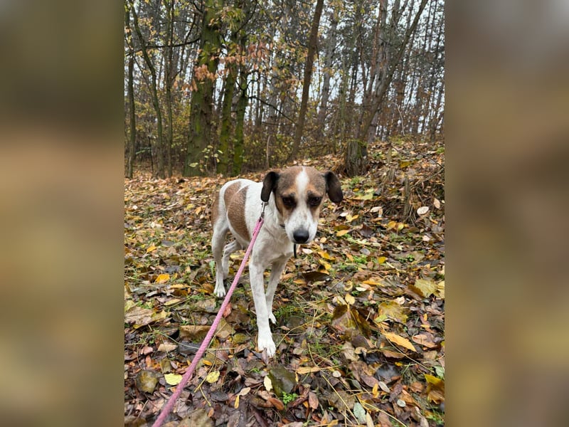 Csiri, 4 Jahre, 45cm sucht ihr Körbchen