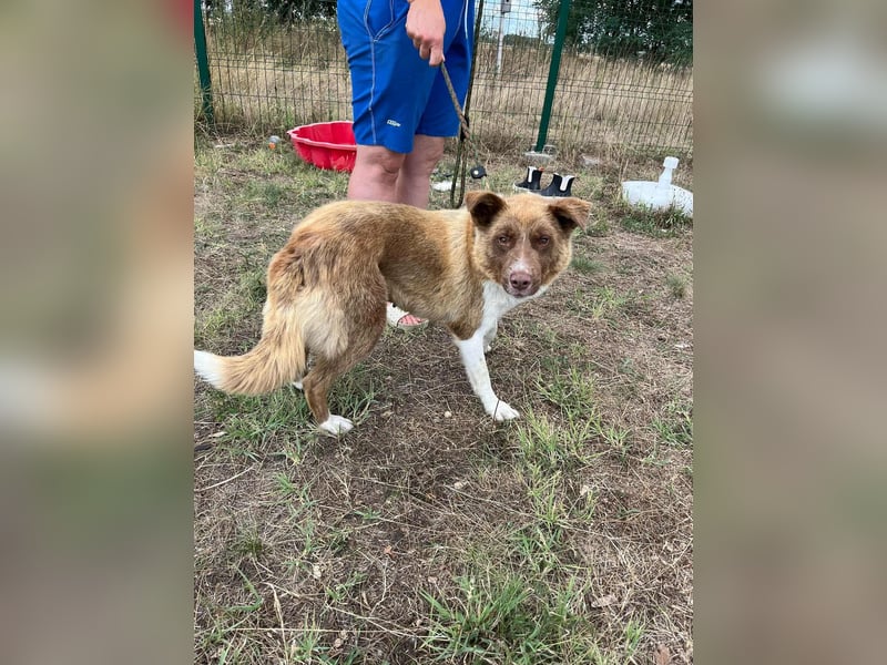 Yoko, geb. 06.2022, 50cm sucht ihr Zuhause