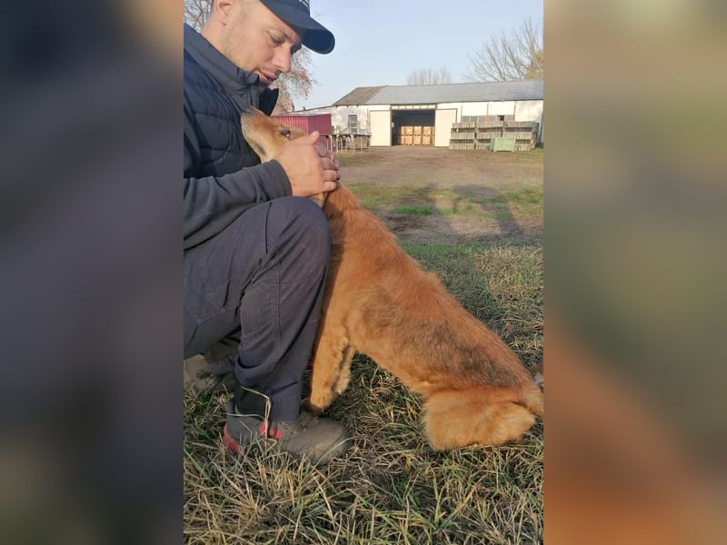 Sophie, geboren 26.06.2022, 48cm sucht ihre Menschen