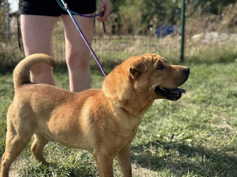 Cain, geboren 2018, 44cm sucht ein liebevolles Zuhause