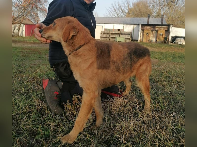 Sophie, geboren 26.06.2022, 48cm sucht ihre Menschen
