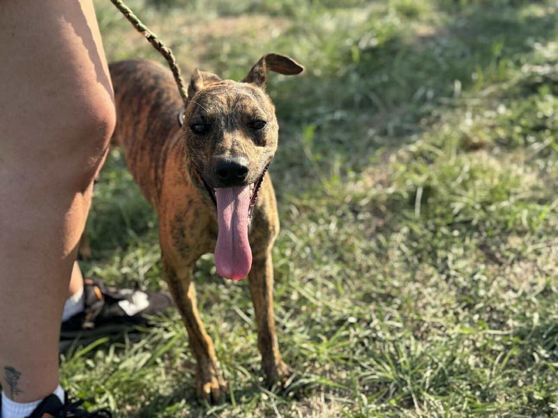 Cosmo, geboren 09.2023, 49cm sucht sein Abenteuer