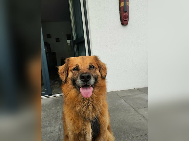 Luke, 8 Jahre, 52cm sucht neues Zuhause