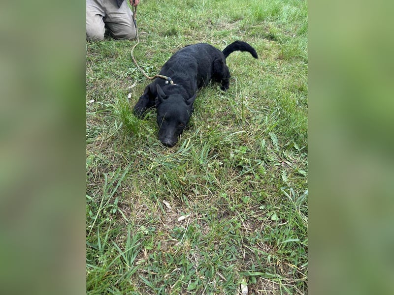 Dennis, geboren 01.06.2023, 53cm sucht nach seinem Glück