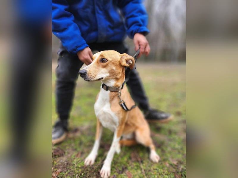 Törpie, 3 Jahre, 46cm sucht sein für immer Zuhause