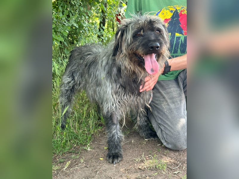 Ficko, geb. 08/2022, 47 cm, wartet auf seine Menschen
