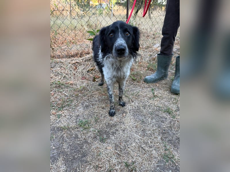 Oreo, geboren 05.03.2025, 47cm sucht seine Familie