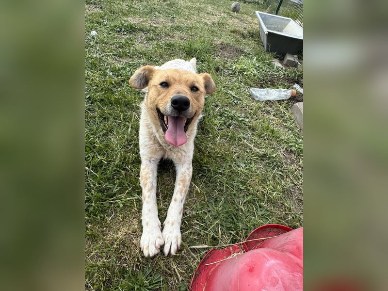 Ginger, geboren 01.01.2022, 44cm sucht ihr Herzenszuhause