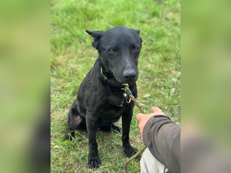 Dennis, geboren 01.06.2023, 53cm sucht nach seinem Glück