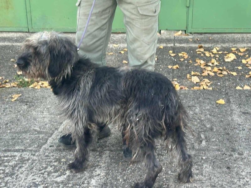Ficko, geb. 08/2022, 47 cm, wartet auf seine Menschen