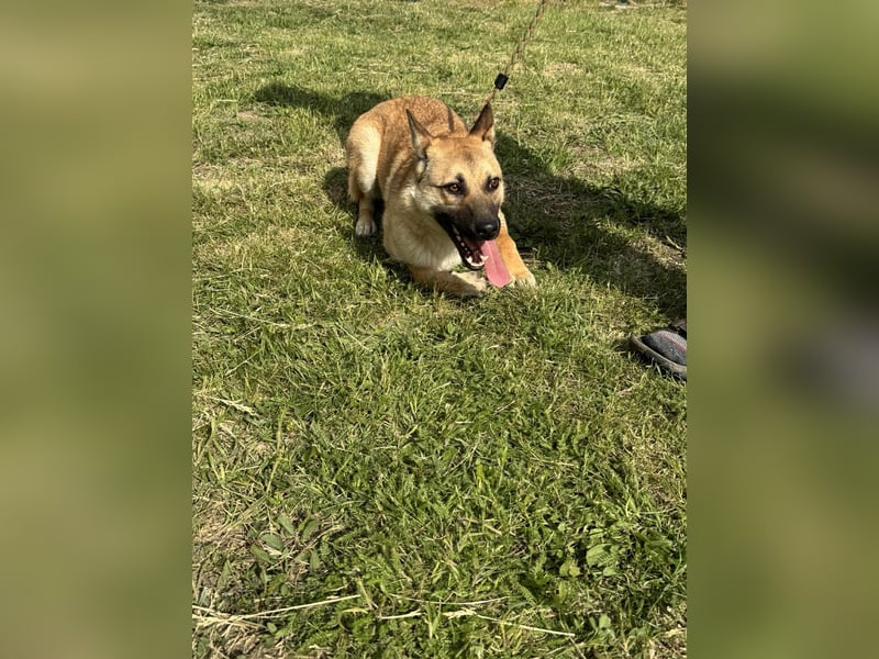 Joker, geboren 01.08.2024, 49cm sucht sein Abenteuer