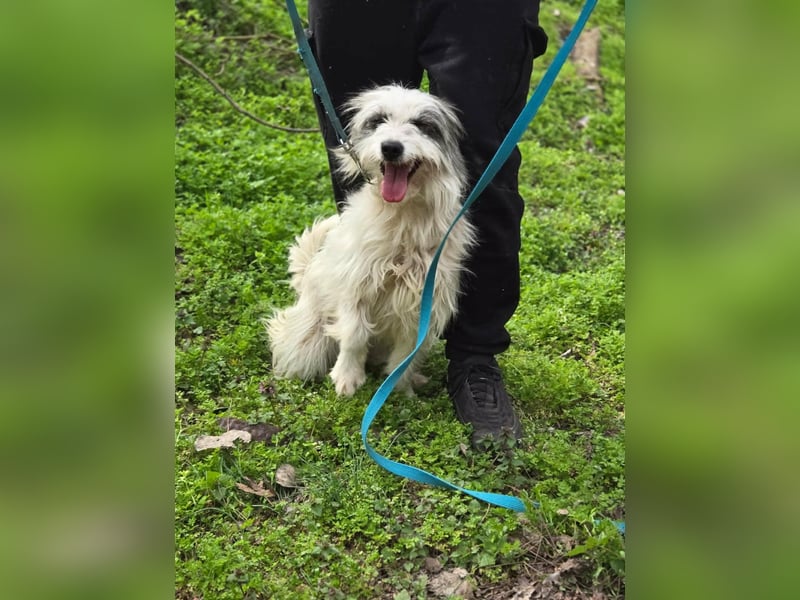 Panda, geboren 01.08.2024, 48cm sucht ihr Für-immer-Zuhause