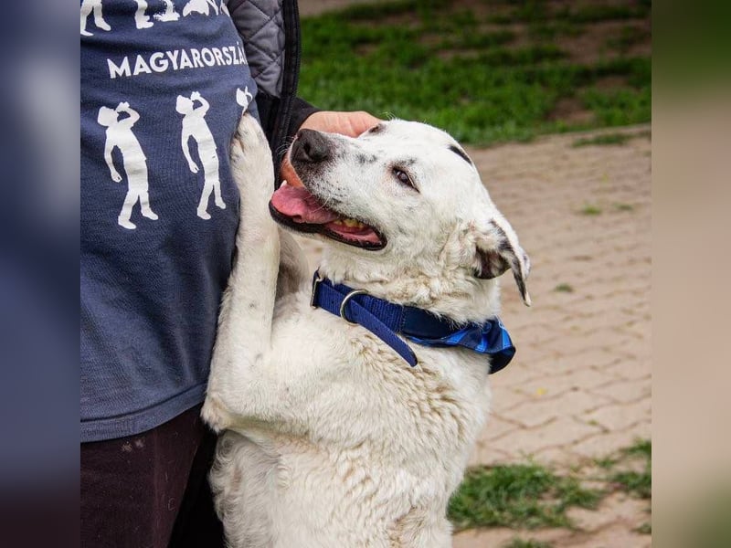 Dallas, geboren 11.10.2018, 50cm sucht sein Zuhause