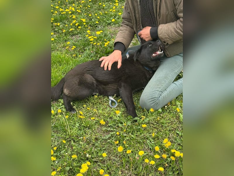 Roy, geb. Juli 2025, 43cm sucht sein Körbchen