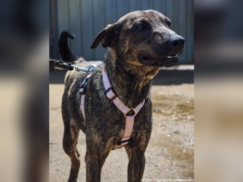 Cindy, geb. 06/2022, 48 cm, sucht ihre Menschen