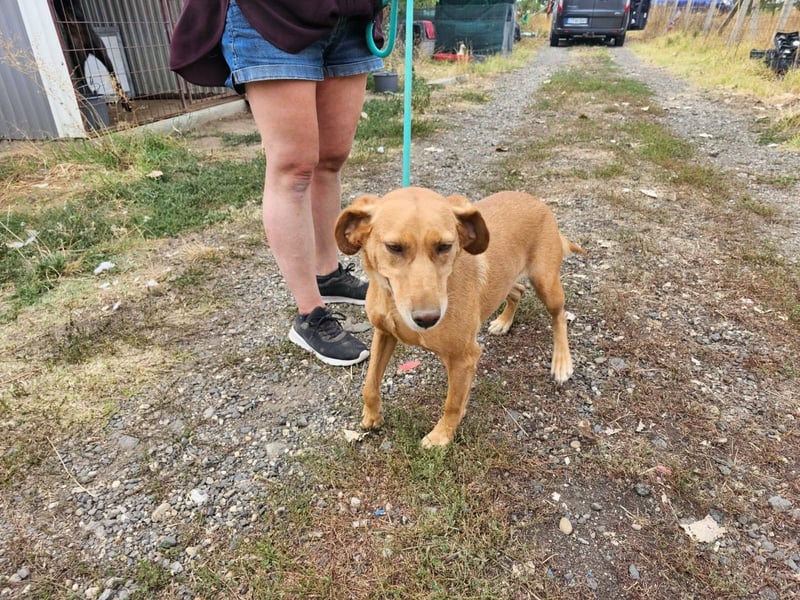 Kanya, geboren 01.01.2024, 49cm sucht ihr Zuhause