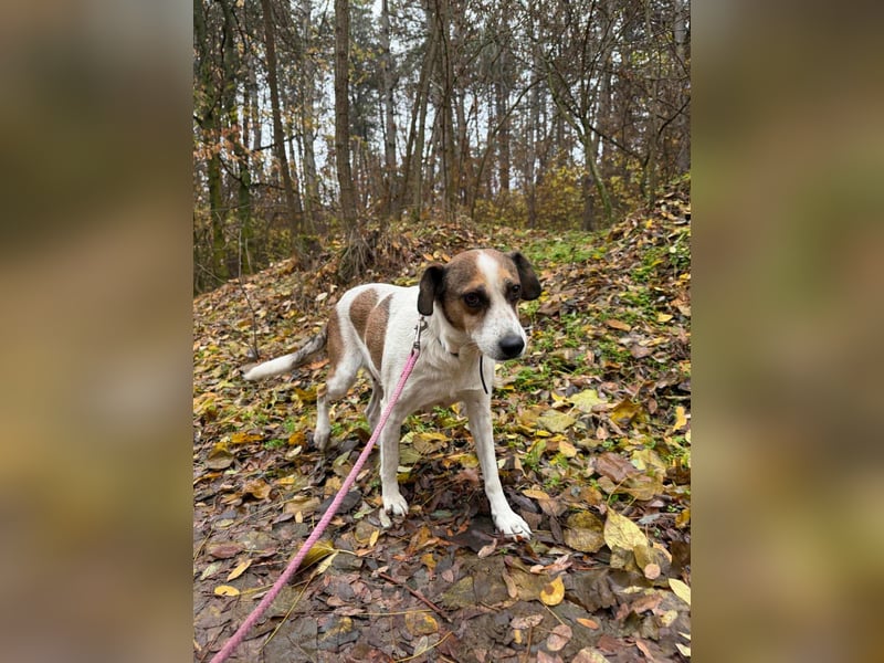 Csiri, 4 Jahre, 45cm sucht ihr Körbchen