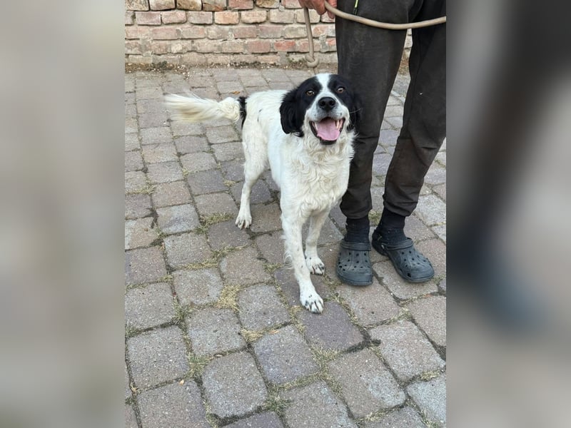 Boy, geboren 02.11.2025, 45cm sucht seine Herzensmenschen