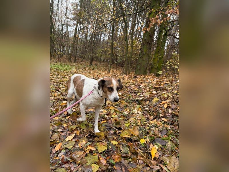 Csiri, 4 Jahre, 45cm sucht ihr Körbchen