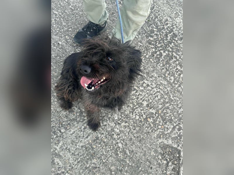 Emi, geboren 19.09.2018, 45cm sucht ihre Familie