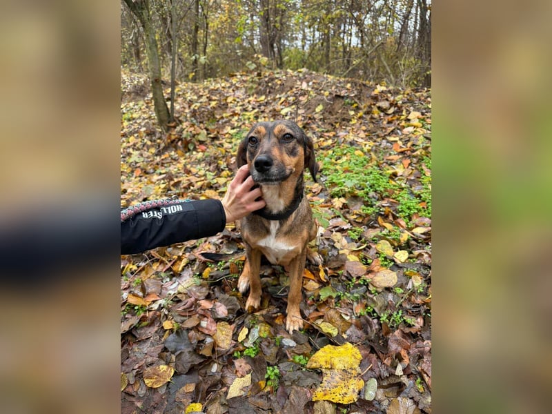 Priscy, 2 Jahre, 42cm sucht ihr Körbchen