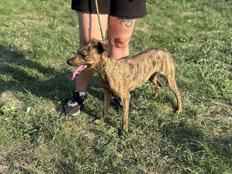 Cosmo, geboren 09.2023, 49cm sucht sein Abenteuer