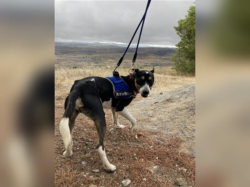 SHADOW Rüde Geboren ca. 28/04/2020 SH ca. 42 cm katzenfreundlich Im Tierheim Sierra Nevada/Spanien