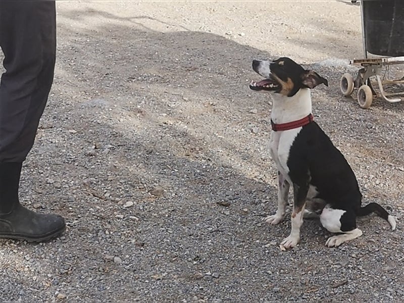 SHADOW Rüde Geboren ca. 28/04/2020 SH ca. 42 cm katzenfreundlich Im Tierheim Sierra Nevada/Spanien