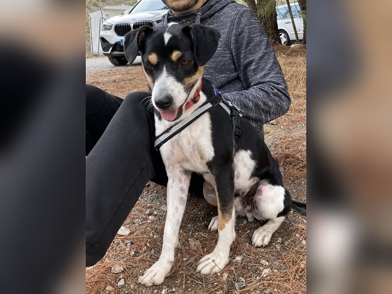 SHADOW Rüde Geboren ca. 28/04/2020 SH ca. 42 cm katzenfreundlich Im Tierheim Sierra Nevada/Spanien