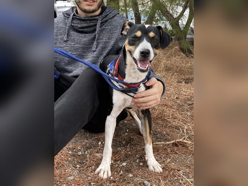 SHADOW Rüde Geboren ca. 28/04/2020 SH ca. 42 cm katzenfreundlich Im Tierheim Sierra Nevada/Spanien