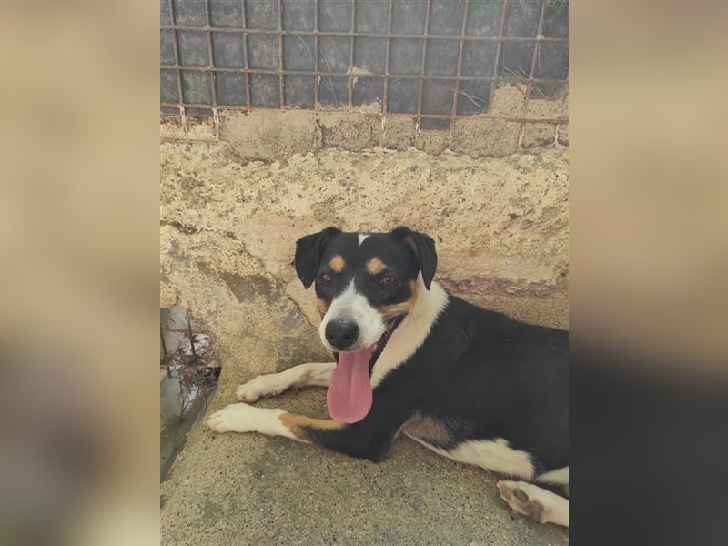 SHADOW Rüde Geboren ca. 28/04/2020 SH ca. 42 cm katzenfreundlich Im Tierheim Sierra Nevada/Spanien