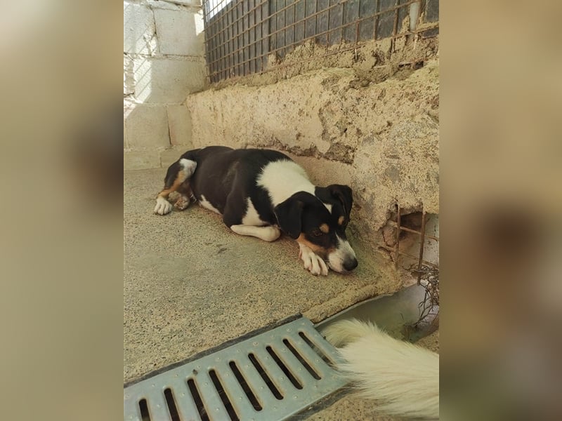 SHADOW Rüde Geboren ca. 28/04/2020 SH ca. 42 cm katzenfreundlich Im Tierheim Sierra Nevada/Spanien