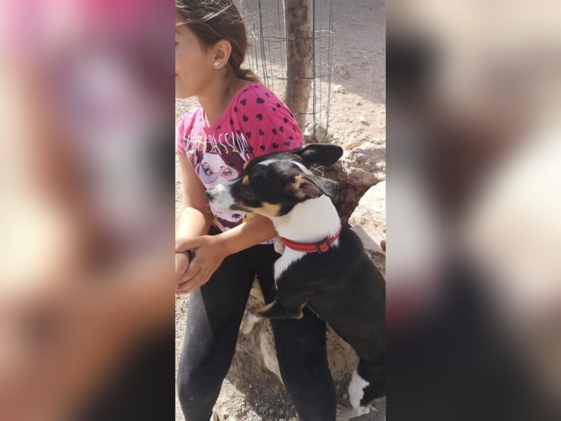 SHADOW Rüde Geboren ca. 28/04/2020 SH ca. 42 cm katzenfreundlich Im Tierheim Sierra Nevada/Spanien