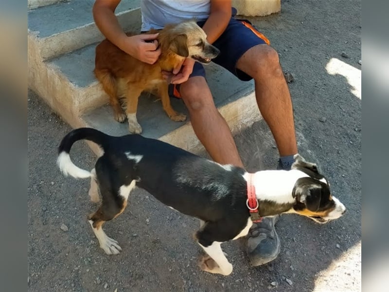 SHADOW Rüde Geboren ca. 28/04/2020 SH ca. 42 cm katzenfreundlich Im Tierheim Sierra Nevada/Spanien