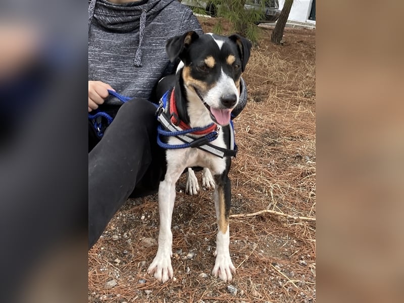 SHADOW Rüde Geboren ca. 28/04/2020 SH ca. 42 cm katzenfreundlich Im Tierheim Sierra Nevada/Spanien