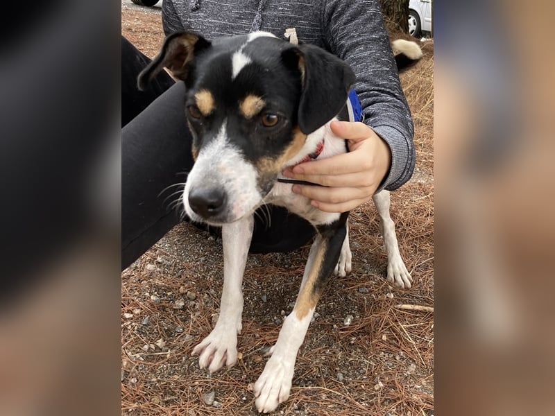 SHADOW Rüde Geboren ca. 28/04/2020 SH ca. 42 cm katzenfreundlich Im Tierheim Sierra Nevada/Spanien