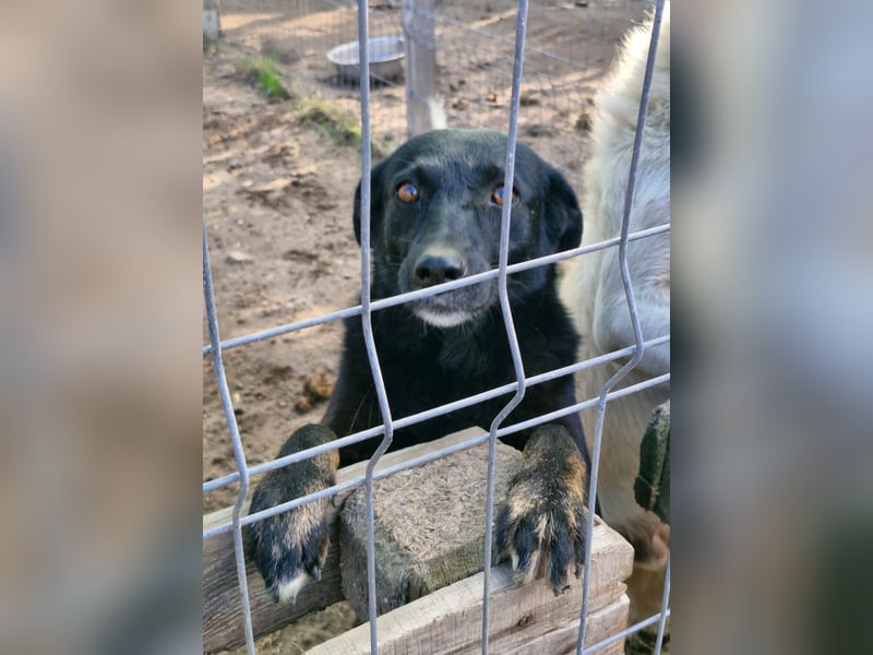 MELOU - freundliche und verschmuste Hündin wünscht sich sehnlichst ihr Zuhause
