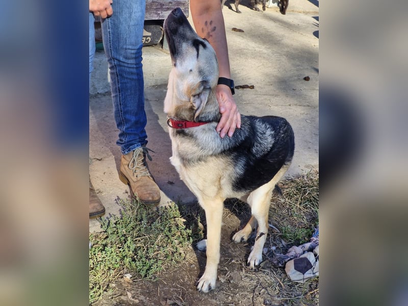 CHARLOTTE - Herzenshündin sucht dringend einen Gnadenplatz