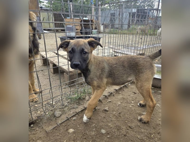 TILLY - Schüchternes Mädchen sucht ihre Familie