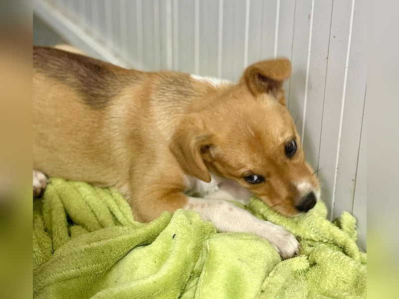 SANELA - Menschenbezogene Hündin wartet auf ihr Körbchen