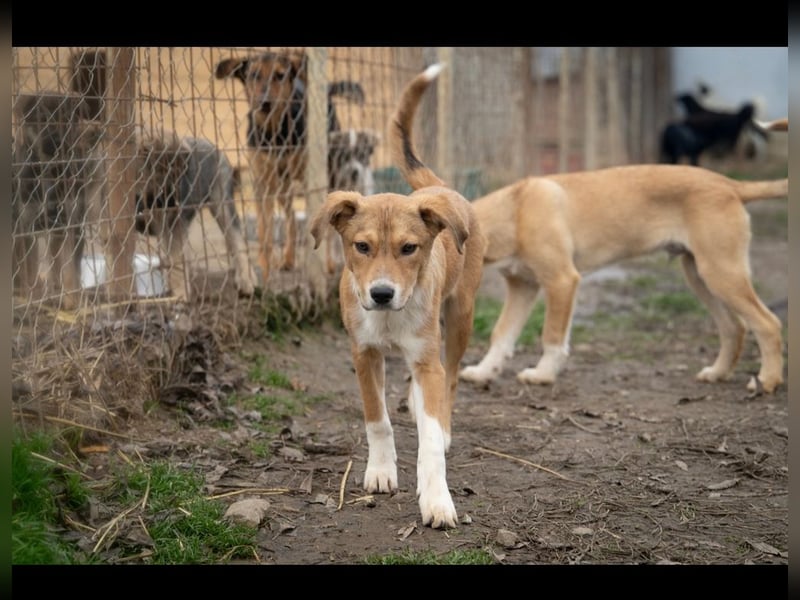 Barney wünscht sich seine Familie