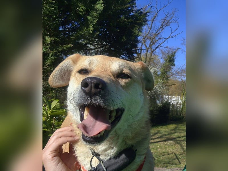 PEGGY - Sanfte und freundliche Hündin sucht ihren sicheren Hafen