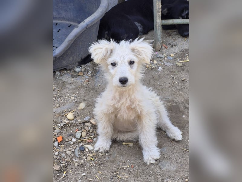 FLIPSI - Fröhlicher, liebenswerter Bub wartet auf ein gemütlches Körbchen
