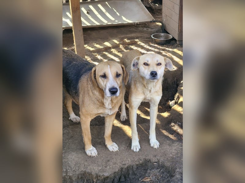 PEGGY - Wünscht sich schon so lange ein schönes Zuhause