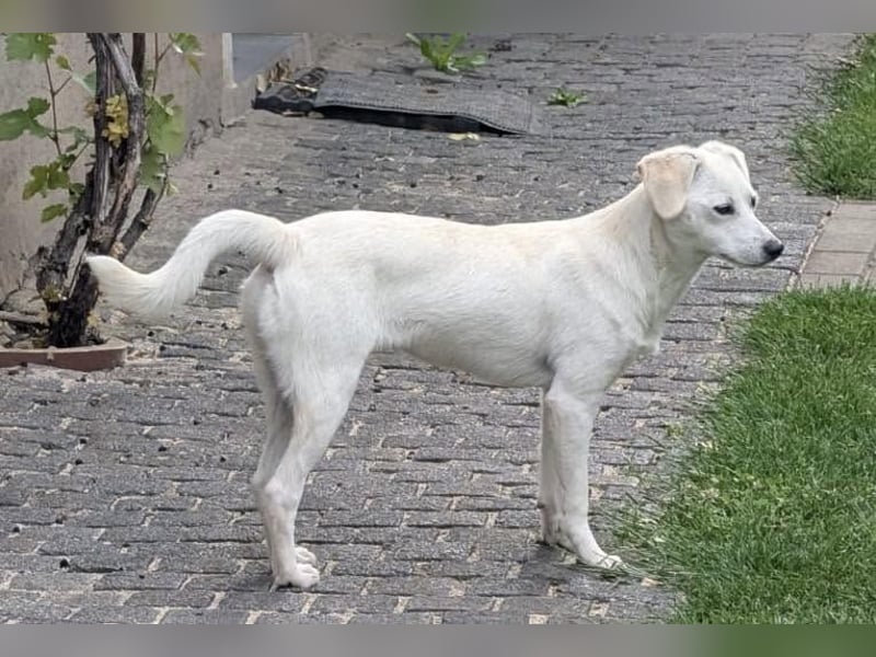 ASHANTY - Bezauberndes Mädchen wartet in 06242 Braunsbedra auf ihre Lieblingsmenschen