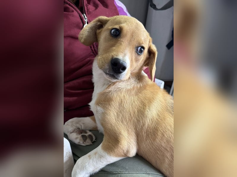 SANELA - Menschenbezogene Hündin wartet auf ihr Körbchen