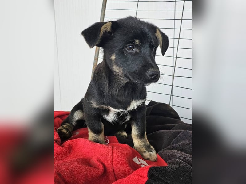 ELOISE - Aufgeschlossenes Mädchen sucht warmes Körbchen