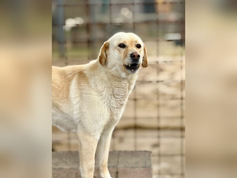 LORRAINE - super freundliche Maus wünscht sich aktive Familie